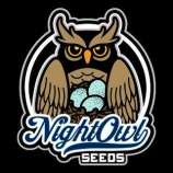 Night Owl Seeds G-Chemo-O