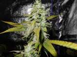 NorStar Genetics Banana Cream Pie