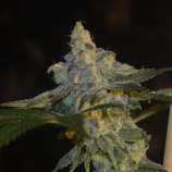 NorStar Genetics Darkwood