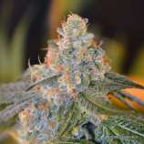 NorStar Genetics Lands End