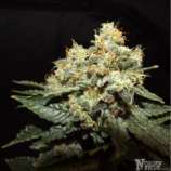 Norden Seeds White Widow