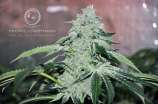 Ocean Grown Seeds Tropic Lightning