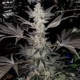 Olympic Seeds Cherries N Cream