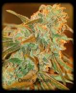 Omni Seeds Rasah