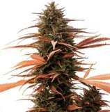 One Premium CBD Seeds Strawberry Cake