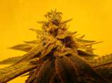 Organic Gardeners Super Glue