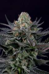 Paradise Seeds Caramba