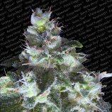 Paradise Seeds Original White Widow