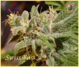 Paradise Seeds Swiss Bliss