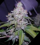 Paradise Seeds White Berry