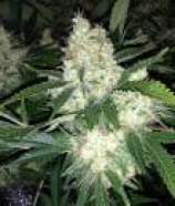 Phoenix Seeds AK27 Express