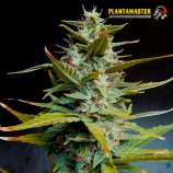 Plantamaster Seeds Trident