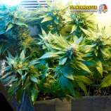 Plantamaster Seeds White Widow