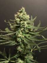 Pot Valley Seeds Grand Exodus