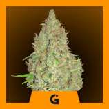 Professional Genetics Seeds Sweet Berry