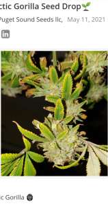 Puget Sound Seeds Cosmic Glue F2