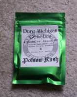 Pure Michigan Genetics Posion Kush