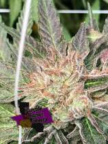 Purple Caper Seeds Black Queen Cookies