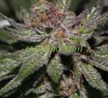 Purple Caper Seeds Granddaddy BX