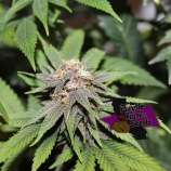 Purple Caper Seeds MAC Daddy