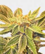  Wedding  Cake  par Purple Caper Seeds Info de Vari t 