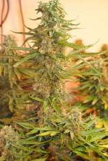 Quebec Cannabis Seeds M-39