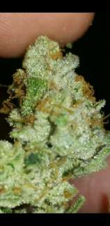 Rapper' Weed Genetics Silky Slim