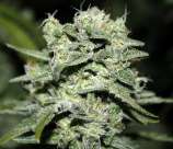 Rare Dankness Seeds TrainWreck Willie