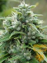 Real Gorilla Seeds Guerilla Gold#2 X Guerilla Gold#2