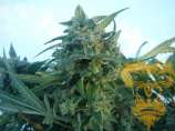 Real Gorilla Seeds Killer Orange