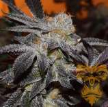 Real Gorilla Seeds Super Platinum Cookies