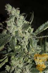 Real Gorilla Seeds Xodus #1