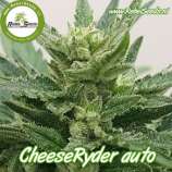 Rebel Seeds CheeseRyder