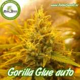 Rebel Seeds Gorilla Glue Auto
