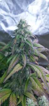 ReeferMadness Genetics SDBK