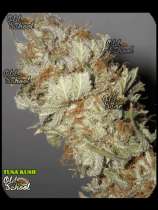 Reefermans Seeds Tuna Kush