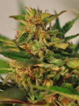 Reefermans Seeds Willie Nelson Autoflowering