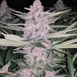 Relentless Genetics Purple Bomb