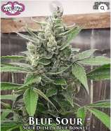 Riot Seeds Blue Sour