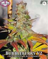 Riot Seeds Bubbleberry V2