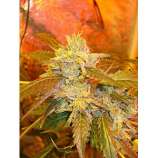 Riot Seeds Cherry Bubba Kush