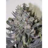 Riot Seeds Russian Blue