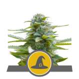 Royal Queen Seeds Exotic Witch