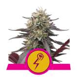 Royal Queen Seeds Green Punch