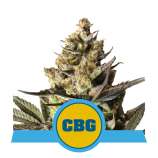 Royal Queen Seeds Royal CBG Automatic