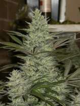 SOG Seeds Bubble n Squeak 1