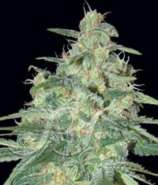 Samsara Seeds Sweet Black Angel