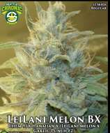 Seattle Chronic Seeds LeiLani Melon BX