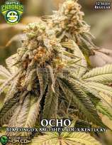 Seattle Chronic Seeds OCHO