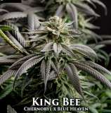 Second Generation Genetics King Bee